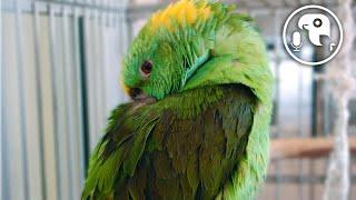 Why Parrots NEED 12 Hours of Sleep | Parrot Training Podcast Ep. 10