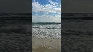 Poor Seagull #vlog #786zebvlogs #shortvideo #animal#ocean