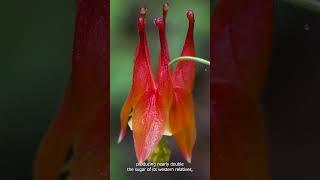 Red Columbine, Aquilegia Canadensis