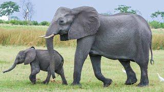 Elephants: Giants with Gentle Souls and Surprising Secrets 4K