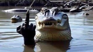 Top 5 Crocodile