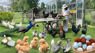 Finding Peace in My Little Corner of the World - Organic Chickens, Gardening & Cozy Cooking