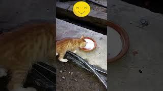 Cute Cat #shorts #cat #cats