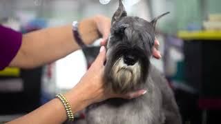 Best of Breed Minute: Miniature Schnauzer