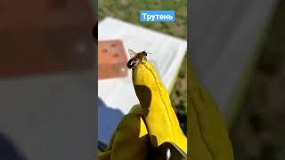 Как выглядит трутень