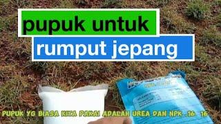 cara sederhana memberikan pupuk untuk rumput jepang...