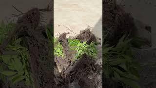  Рябина додонг