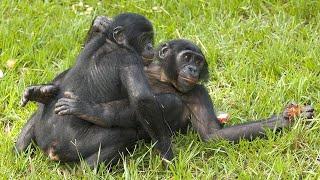 Surprising Truth About Chimpanzee Behavior