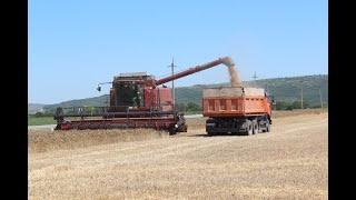 НА ЮГЕ РОССИИ НАЧАЛАСЬ УБОРКА ЗЕРНОВЫХ | ОДИН ДЕНЬ ГЛАЗАМИ КОМБАЙНЕРА | HARVESTING OF GRAIN CROPS