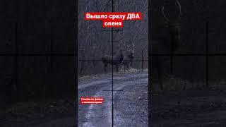 Охота на оленя