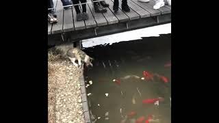 Cat stealing koi fish from the pond 