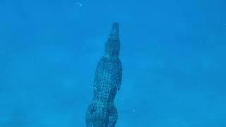 Freediver Unknowingly Takes Swim With Saltwater Crocodile