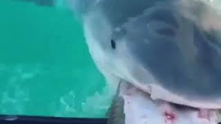 Feeding shark