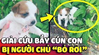 Đi đường phát hiện BẦY CÚN CON bị chủ bỏ rơi, cô gái có hành động ấm lòng  | Gâu Đần