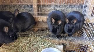 Meat Rabbits Love Hay! Make Sure You Incorporate Quality Hay Into Your Meat Rabbit's Winter Diet