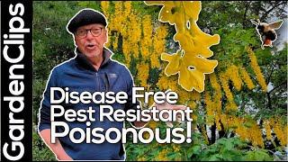 Golden Chain Tree - Laburnum x watereri - Pest Free, Disease Resistant, Poisonous!