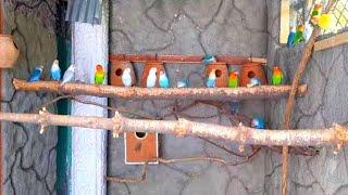 budgies & love birds colony