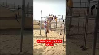 أصبح الجمل الصغير خارجا عن السيطرة | #ناقة #مثير للاهتمام #غریب #ھدیر #صحراوي