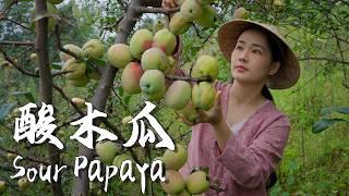 Sour Papaya – A Taste of Nostalgia for Yunnan People【滇西小哥】