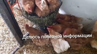 Способ кормления Кур несушек Зимой//канал Хитрук Елена Жизнь