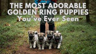 THE MOST ADORABLE GOLDEN RING PUPPIES You've Ever Seen