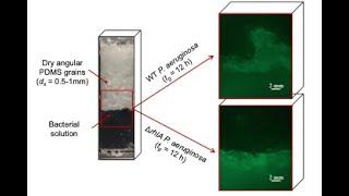 Howard Stone:  Bacteria, soil, carbon, and biosurfactants