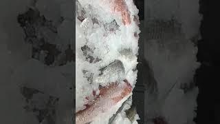 Fish settings skill || fish grilled || fish cutting | fish twa #fishskill #fishtwa #fishmasala