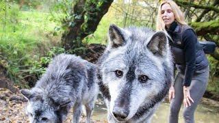 MASSIVE CANADIAN WOLVES UP CLOSE - Wolf Girl Anneka