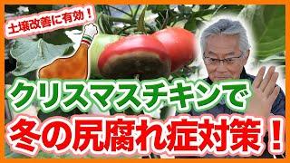 家庭菜園や農園の野菜栽培でクリスマスチキンで土壌改良！？尻腐れ症予防もできる骨の活用のコツと野菜の育て方！【農家直伝】