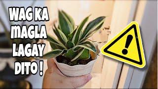 WHERE TO PLACE YOUR SNAKE PLANT At HOME? 3 AREAS NA BAWAL PAGLAGYAN