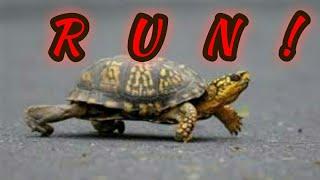 Turtle run compilation