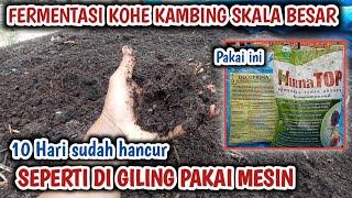 BARU 10 HARI KOHE KAMBING SUDAH HANCUR SEPERTI DI GILING PAKAI MESIN