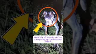 [P.2] Người phụ nữ tìm thấy một con chó lạ trong sân sau nhà mình #shorts