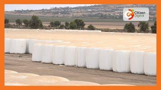 | SMART FARM | Baled silage making in Machakos