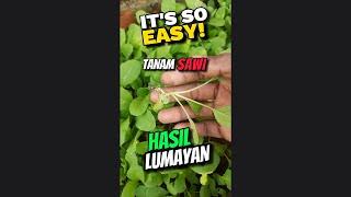 Luar Biasa..!!! Tanam Sawi di Raised Bed dari Awal Sampai Panen #satisfying