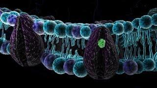 Biologia 08  - Membrana plasmatica (parte 1)