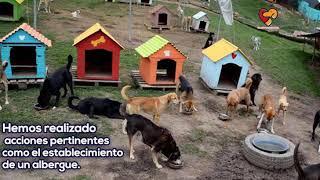 BIENESTAR CANINO