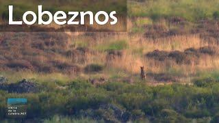 Lobos subadultos en la Sierra de la Culebra