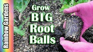 Tomatoes: How I Grow BIG Root Balls for my Seedlings Before I Transplant Them into the Garden