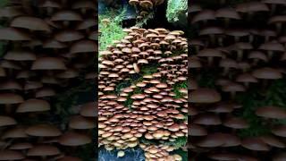 Stockschwämmchen wachsen wie verrückt | Massive growth of Sheathed Woodtuft #mushrooms #pilze