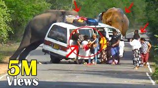 Heart-Pounding Elephant Attack: Van Passenger's Incredible Survival Story