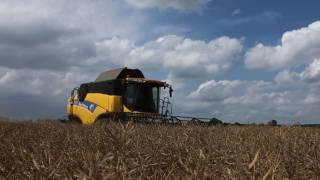 Rapeseed harvest with New Holland