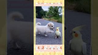 A puppy & a cockatiel cute fight #pets #shorts #cute #dog