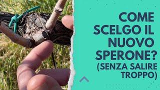 QUALE TRALCIO per il nuovo sperone?