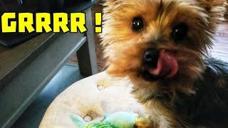 Funny yorkie growling and barking for toy Smartest Dog In the World