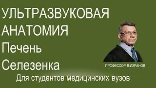 Ультразвуковая анатомия: Печень. Поджелудочная железа. Селезенка