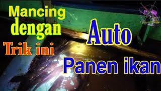 Mancing Dengan Cara Tradisional auto panen