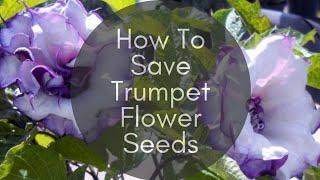 How To Save Datura Devil's Trumpet Flower Seeds | Arco Iris Ranch