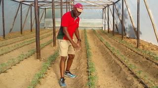 A recently planted tomato crop