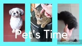 #petstime  #dailydenspiration   PET'S TIME